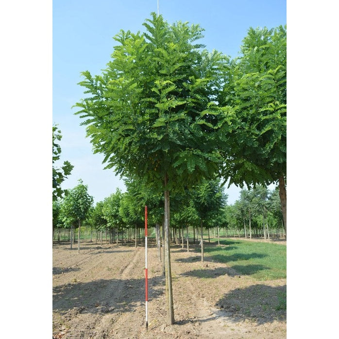 Robinia - Robinia pseudoacacia 'Bessoniana' - Stammens omkrets 20-25 cm, höjd 4-4,5 meter, HS,